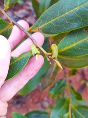 Duguetia furfuracea