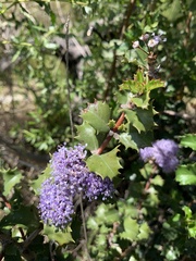 Ceanothus purpureus