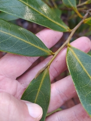 Duguetia furfuracea