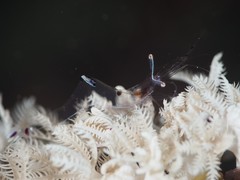 Ancylomenes longicarpus