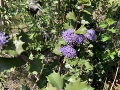 Ceanothus purpureus