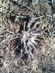Euphorbia inermis
