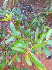 Duguetia furfuracea