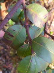 Hancornia speciosa