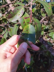 Hancornia speciosa