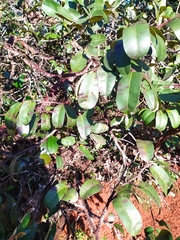 Hancornia speciosa