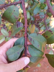 Hancornia speciosa