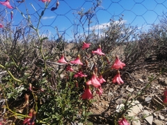Hermannia grandiflora