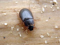 Helochares obscurus