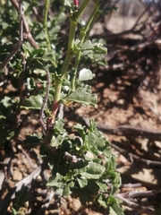 Hermannia grandiflora