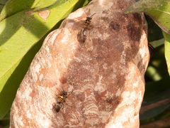 Polybia chrysothorax