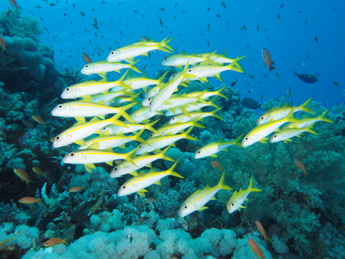 Yellowfin Goatfish