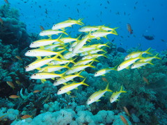 Yellowfin Goatfish