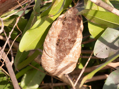 Polybia chrysothorax