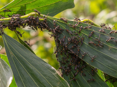 Polybia ruficeps xanthops
