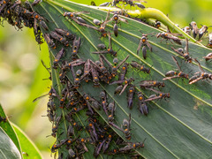 Polybia ruficeps xanthops