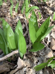 Allium ursinum