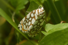 Sinna extrema