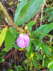 Periandra mediterranea