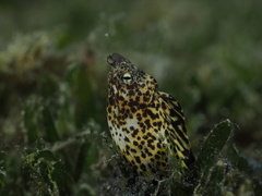 Callechelys marmorata