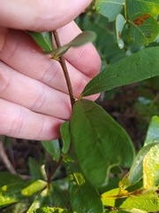 Periandra mediterranea