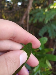 Periandra mediterranea