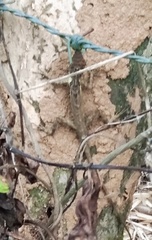 Monilesaurus ellioti