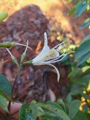 Spiranthera odoratissima