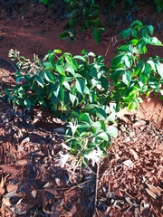 Spiranthera odoratissima