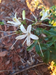 Spiranthera odoratissima