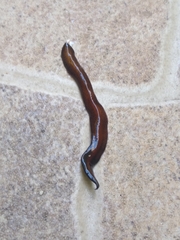 Geoplanidae