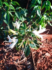 Spiranthera odoratissima