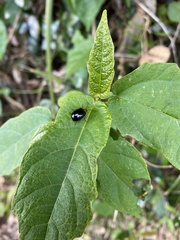 Morphosphaera caerulea