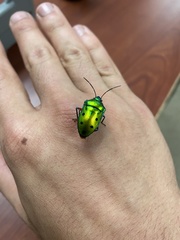 Calliphara excellens