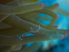 Ancylomenes longicarpus