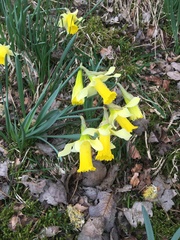 Narcissus pseudonarcissus pseudonarcissus