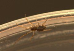 Tetragnatha dearmata