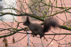 Sciurus vulgaris