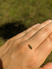 Psilothrix viridicoerulea