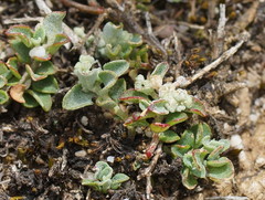 Chenopodium desertorum
