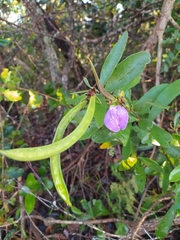 Periandra mediterranea