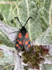 Zygaena graslini