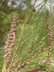 Tamarix jordanis