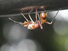 Myrmarachne formosana