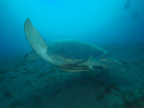 Green Sea Turtle — seen at this dive site