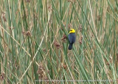 Chrysomus icterocephalus bogotensis