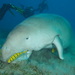 Dugong - Photo (c) Dennis Rabeling, some rights reserved (CC BY-NC-ND), uploaded by Dennis Rabeling