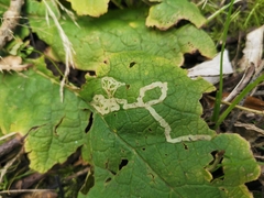 Phytomyza primulae