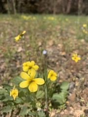 Viola purpurea quercetorum