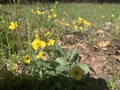 Viola purpurea quercetorum